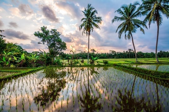 Wonders of the World: the world&#8217;s Famous rice fields