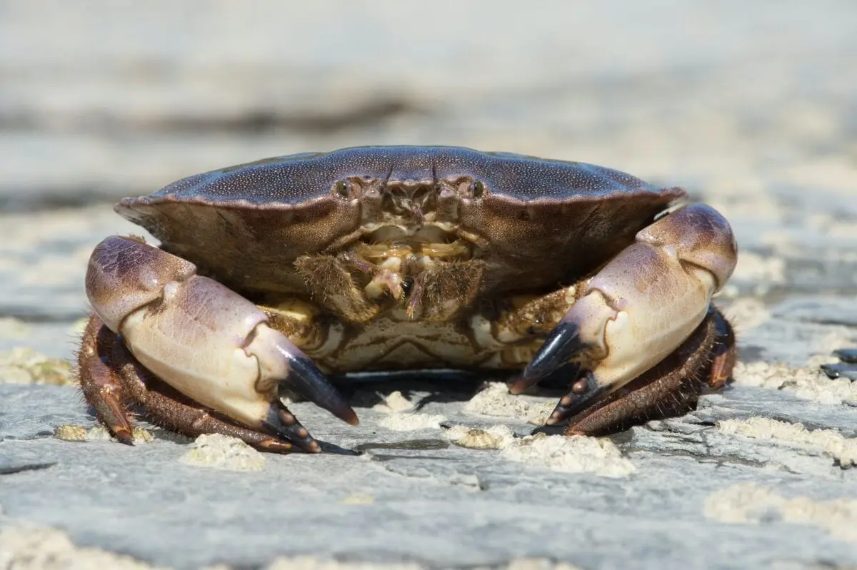 Crabs