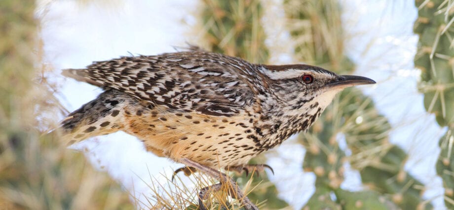 Dessert bird