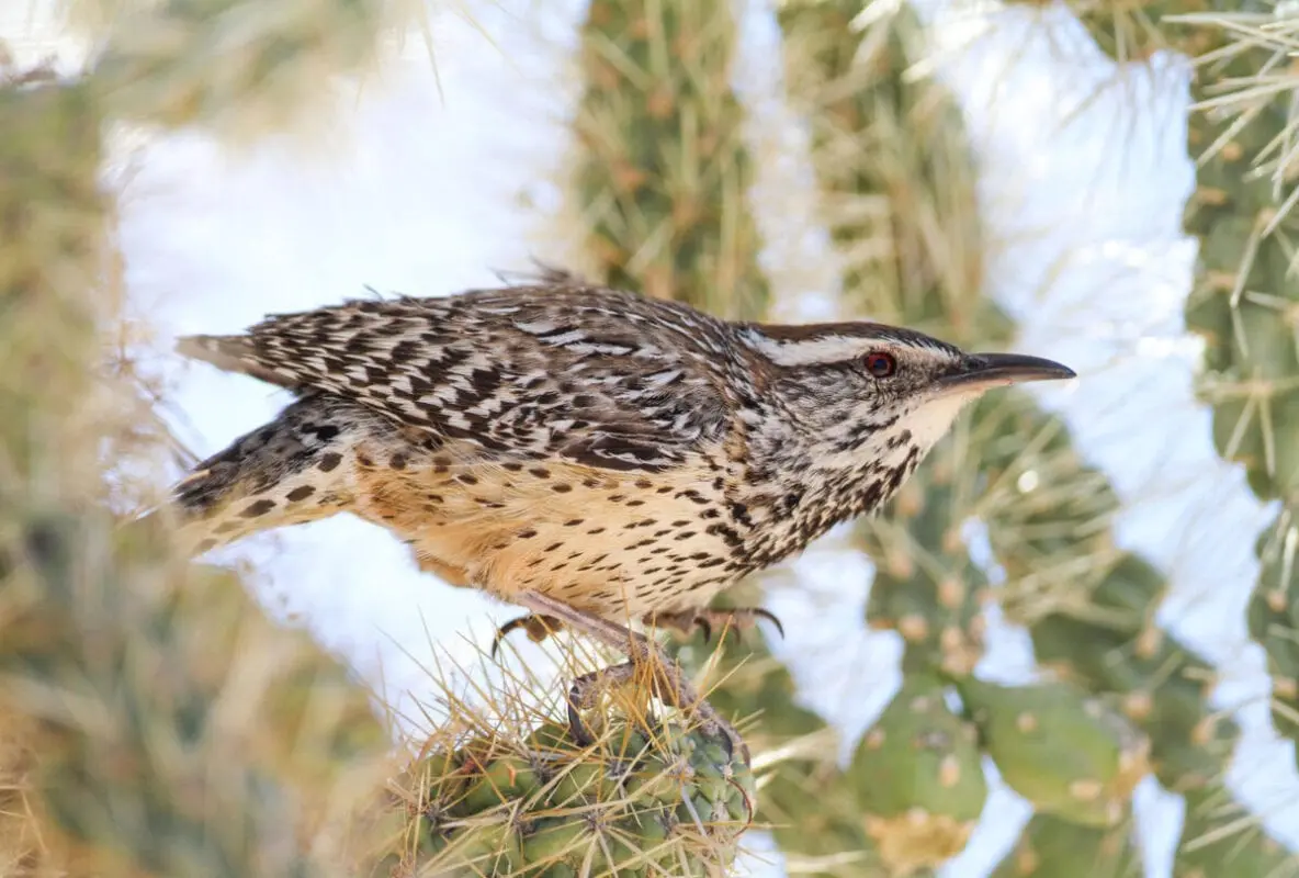 Dessert bird