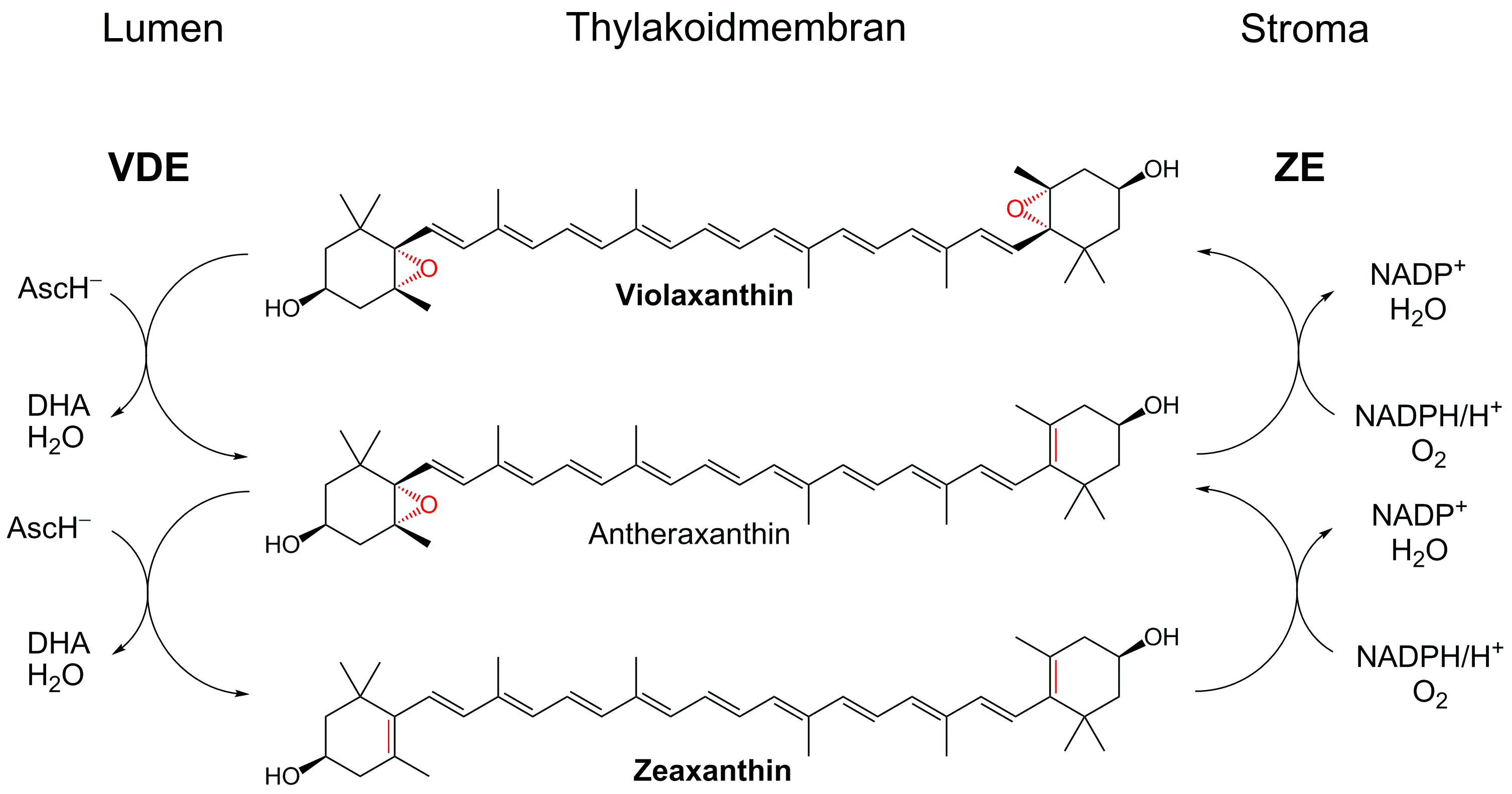 E161e Violoxanthin