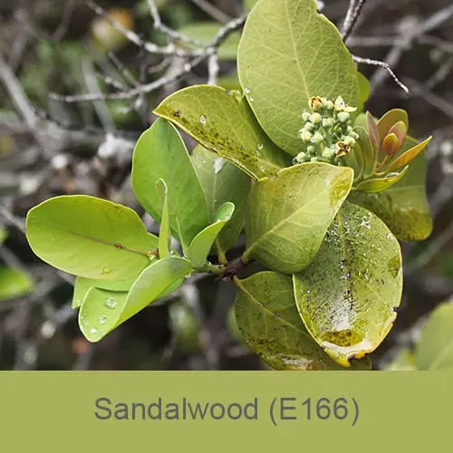 E166 Sandalwood