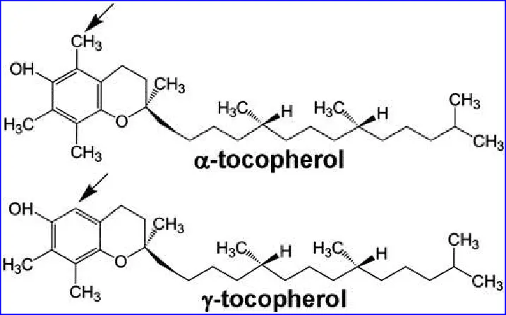 E308 Gamma-tocopherol synthetic