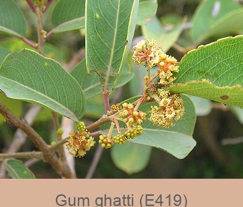 E419 Guma Ghatti