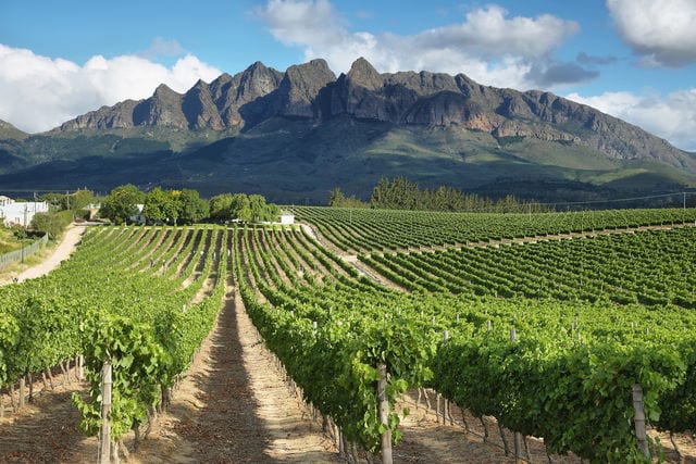 Экзотика в бокале: самые популярные вина ЮАР