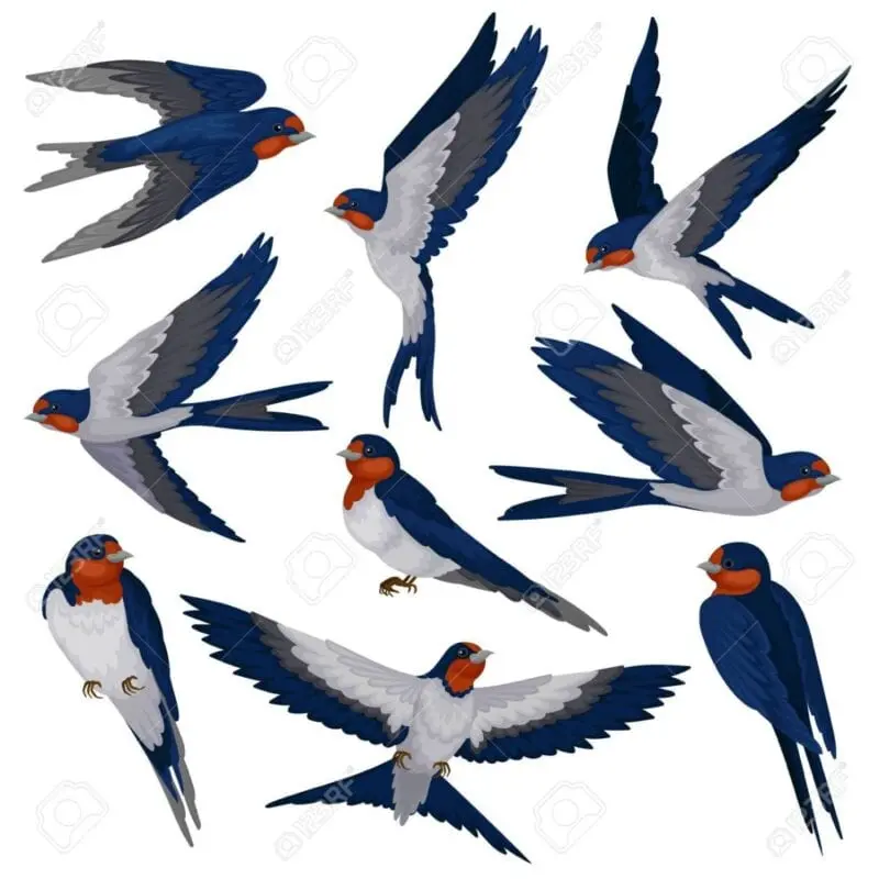 Flying swallow