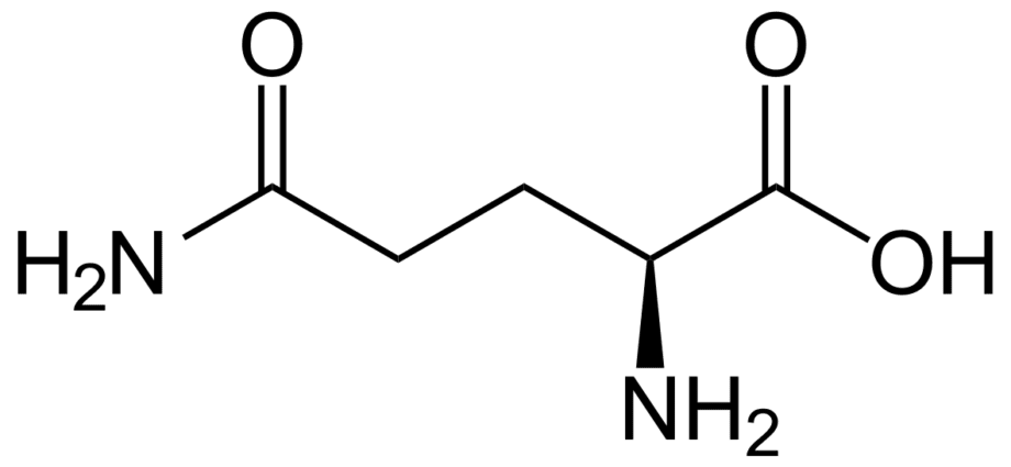 Glutamine is the king of the amino acid kingdom