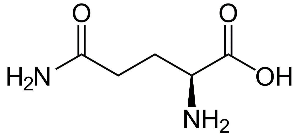 Glutamine is the king of the amino acid kingdom