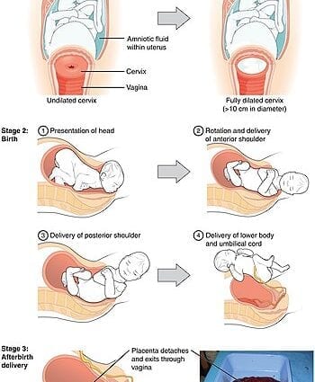 How are childbirth, stages?