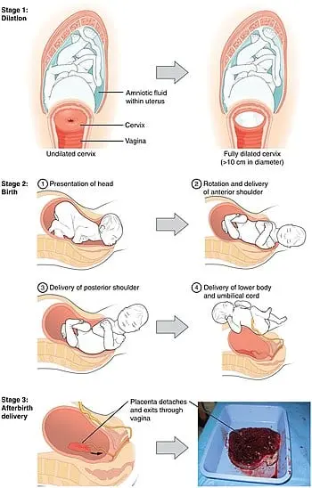 How are childbirth, stages?