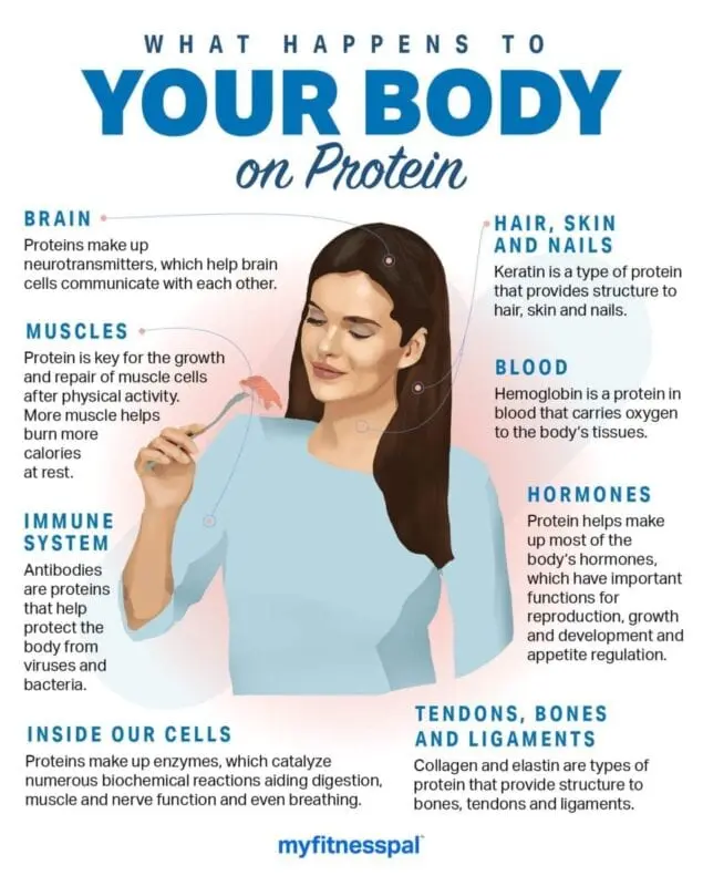 How long protein does the body need?