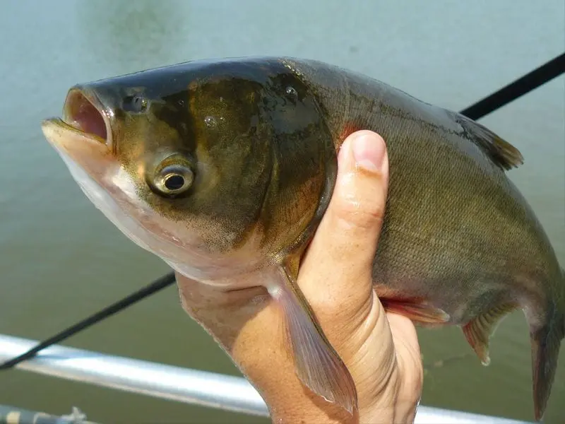 How to cook silver carp in the oven