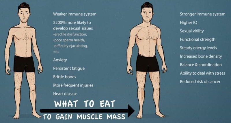 Kako dobiti mišićnu masu.