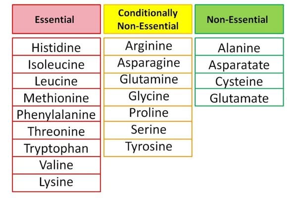 Hoe aminozuren innemen en zijn ze schadelijk?