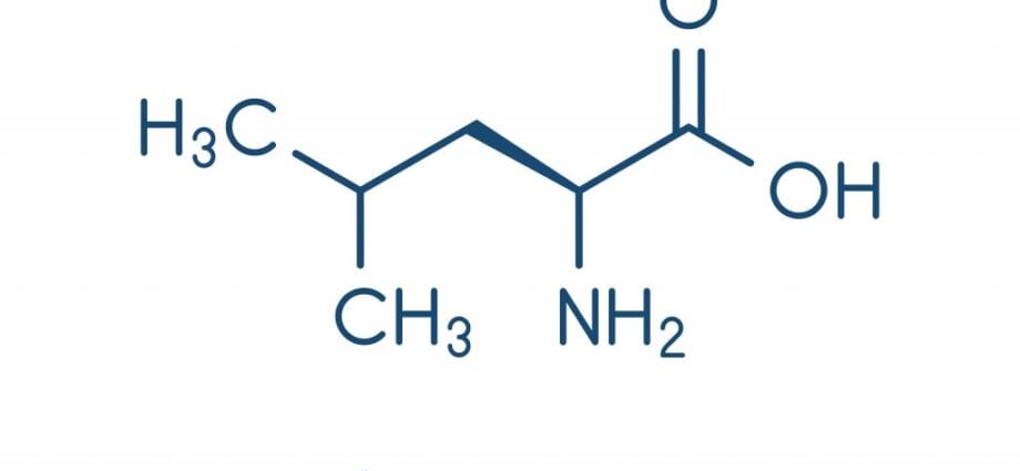 Leucine is the most important amino acid