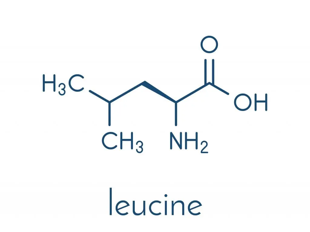 Leucine is the most important amino acid