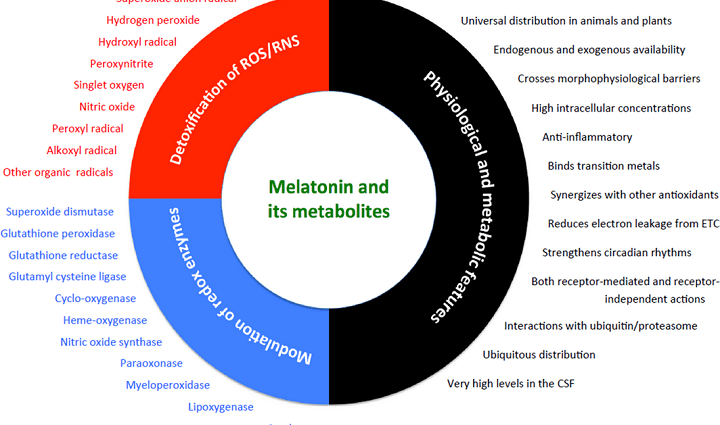 La melatonina i el seu paper en la pèrdua de pes