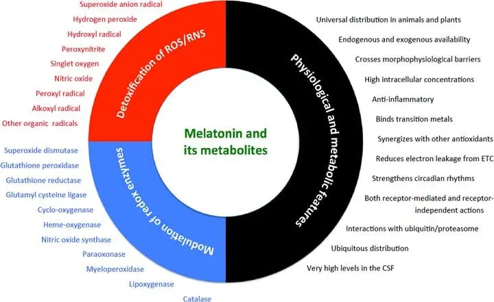 Melatonin and its role in weight loss