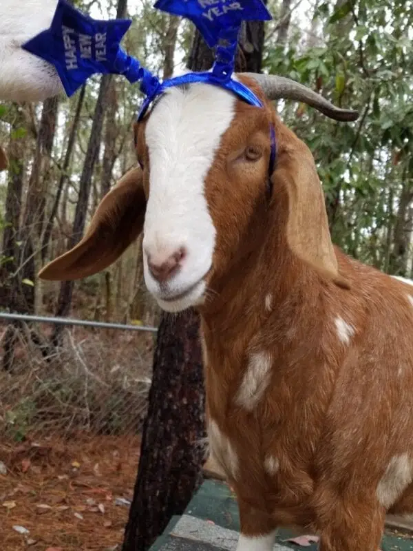 New Year&#8217;s Snack &#8211; Year of the Blue Wood Goat