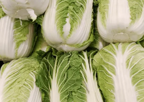 Peking cabbage