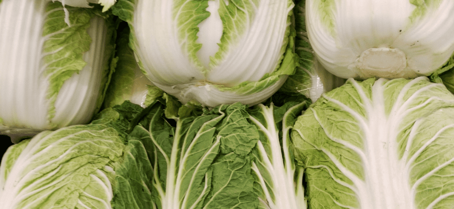 Peking cabbage