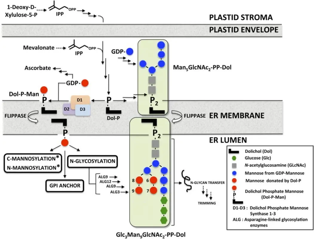 SibXP complex polyprenols: a new word in disease prevention?