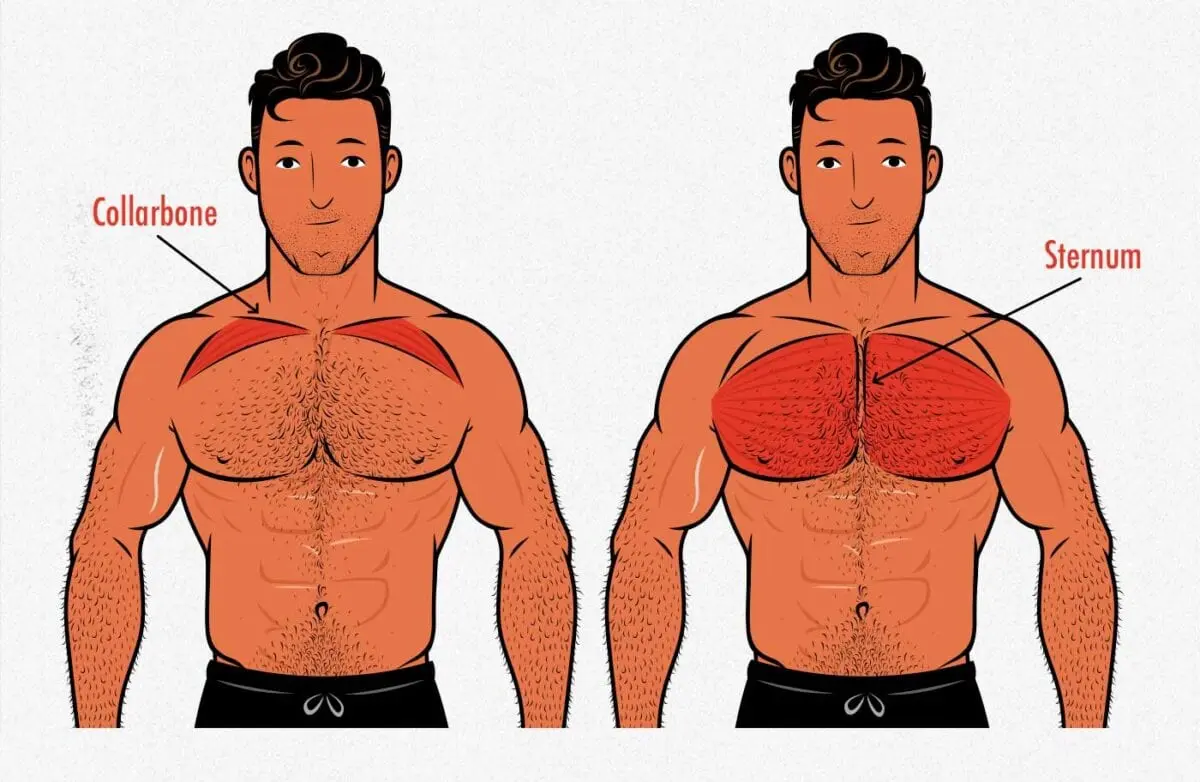 Super-effective chest workout: bigger and wider in a month!