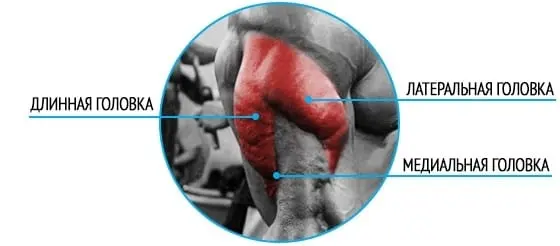 Supersets for powerful triceps