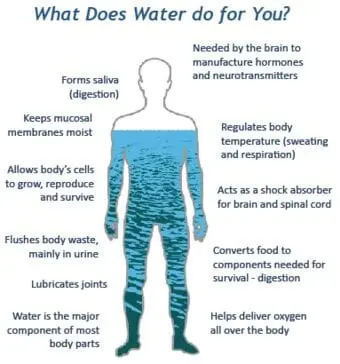 The body&#8217;s need for water