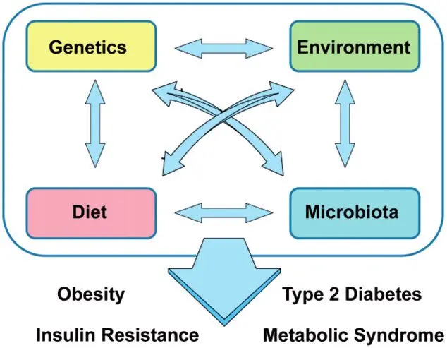 The effect of insulin on the development of obesity