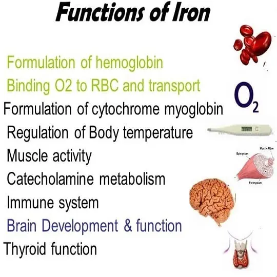 The role of iron in our body