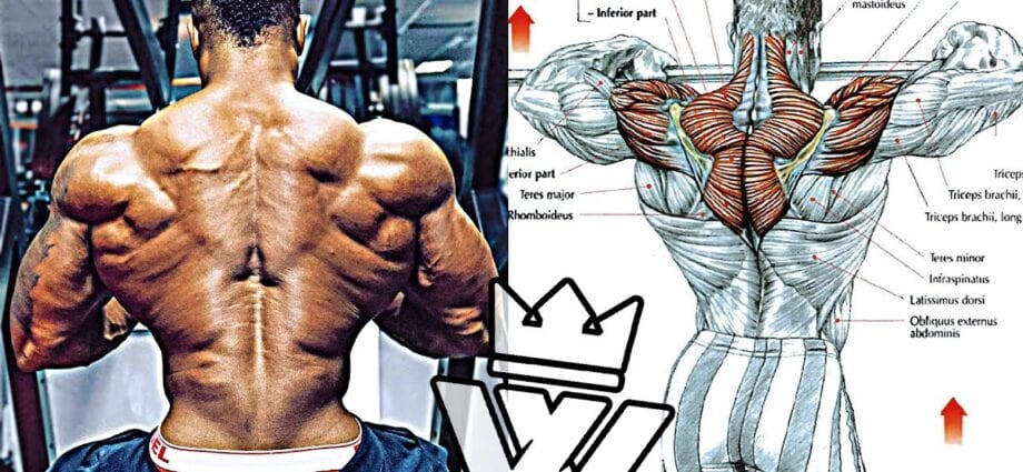 Top workout: back, shoulders and traps