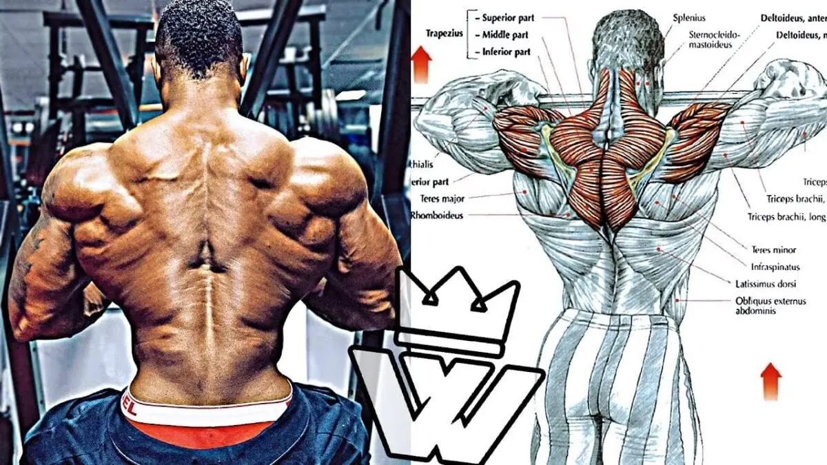 Top workout: back, shoulders and traps