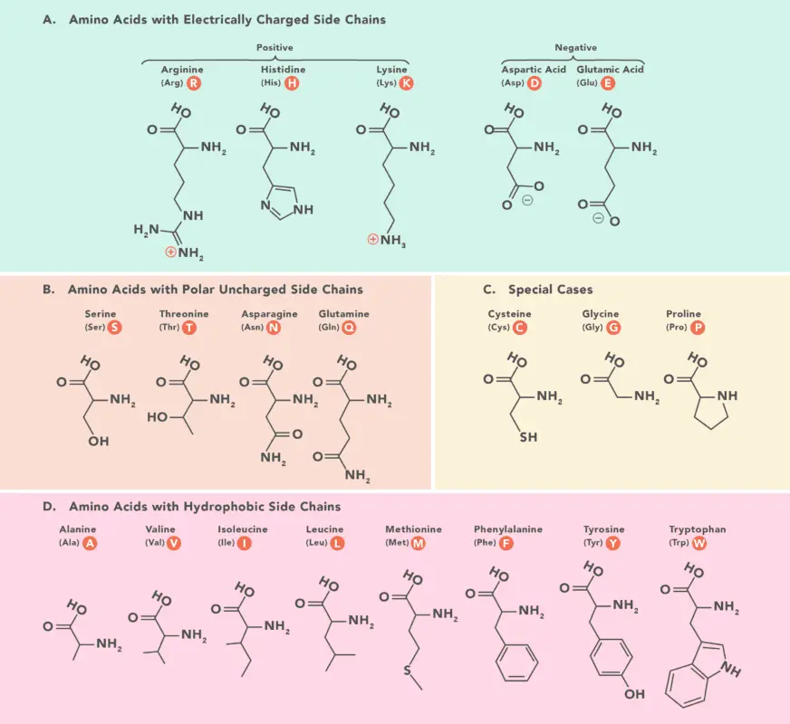 What amino acids and in what form should I take?