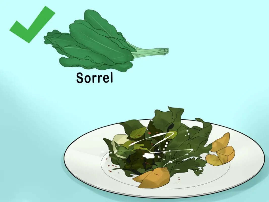 What to cook from sorrel