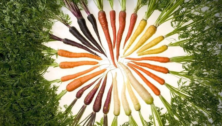 10 fatos interessantes sobre cenouras