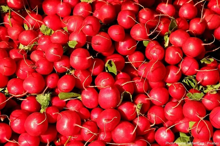 10 interesting facts about radishes