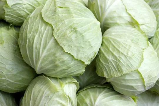 Cabbage carcasses