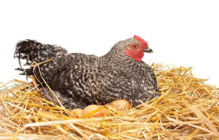 Chicken nests