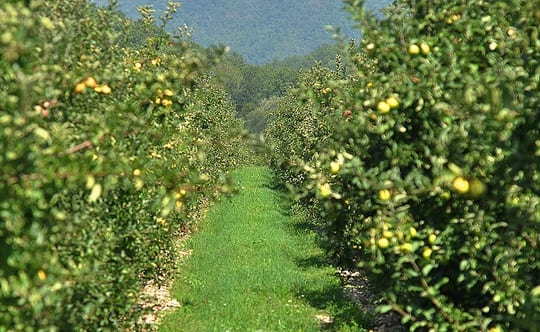 Георгий Примаков и его яблочные сады