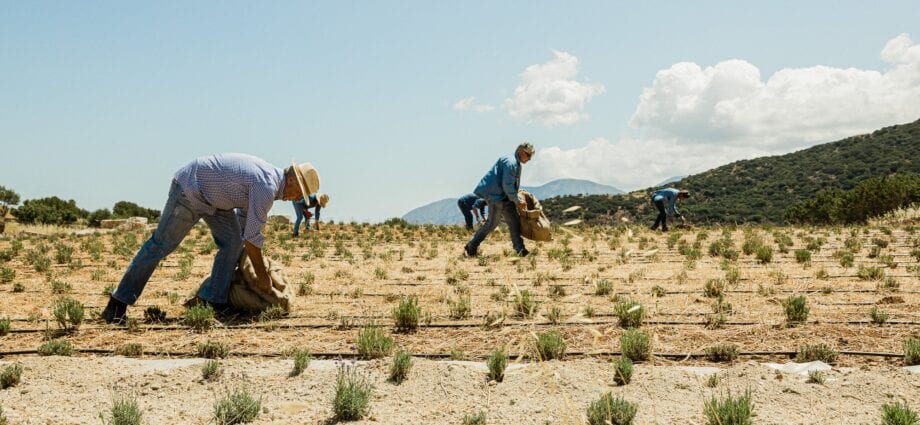 Nature gives good: we reveal the benefits of organic products