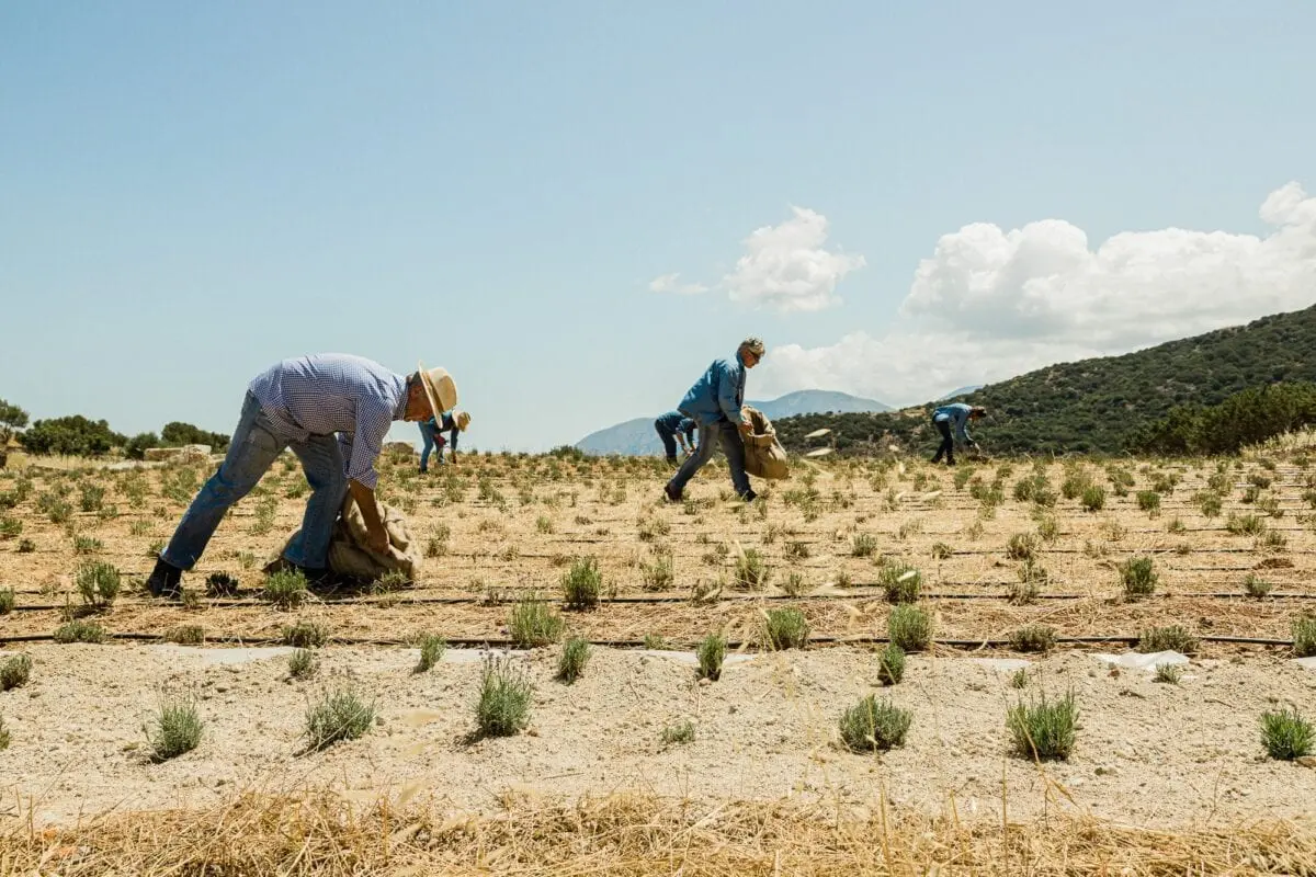 Nature gives good: we reveal the benefits of organic products