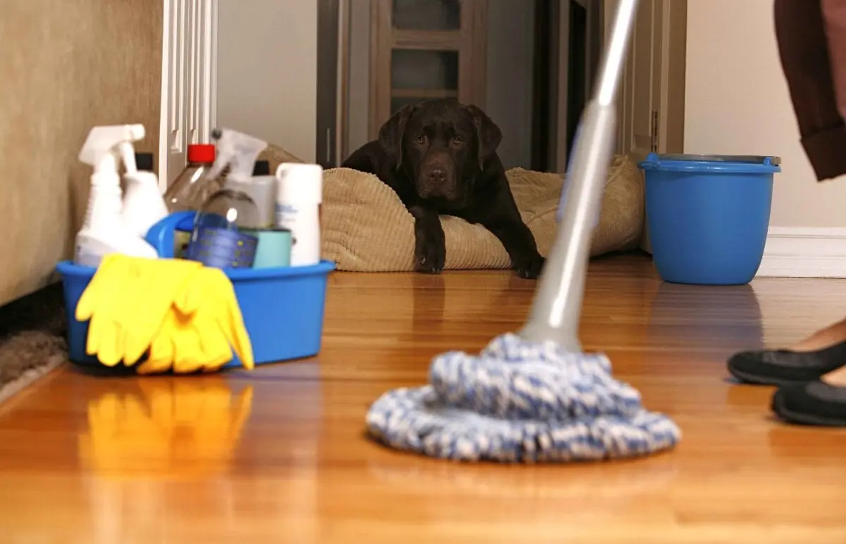 Operation &#8220;Clean Paws&#8221;: cleaning the house with pets