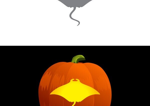 Pumpkin manta rays