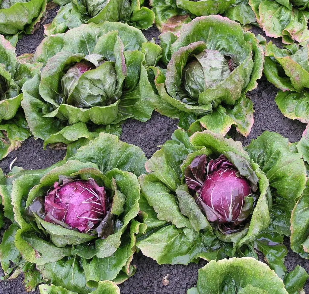 Radicchio