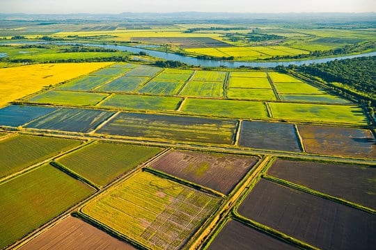 Teknologi tinggi: bagaimana padi ditanam di Rusia