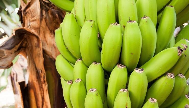如何在三天內用香蕉減肥