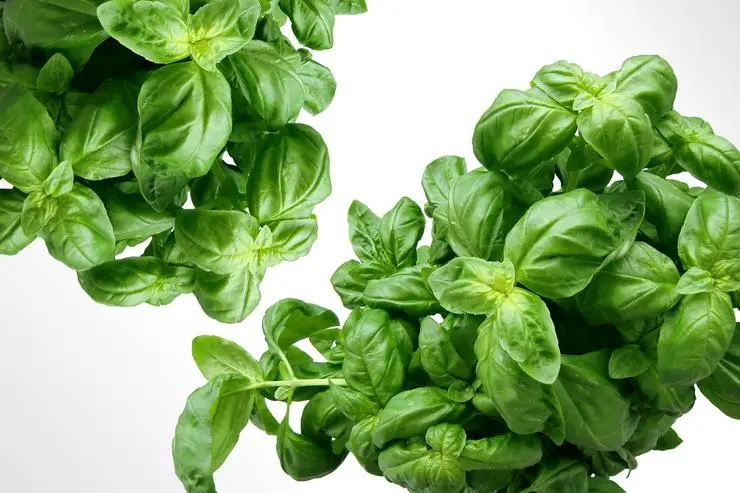 Dangerous and useful properties of basil