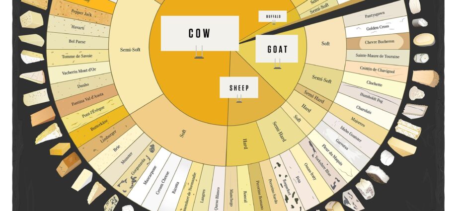 Variété de fromages : infographie