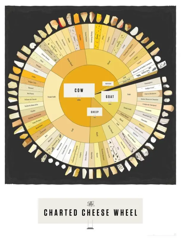 Variety of cheeses: infographics